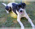 Small Beagle-Border Collie Mix