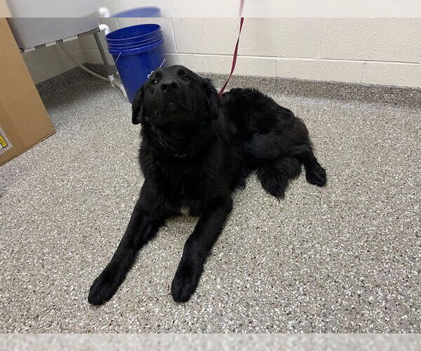 Medium Photo #1 Mutt Puppy For Sale in Murfreesboro, TN, USA