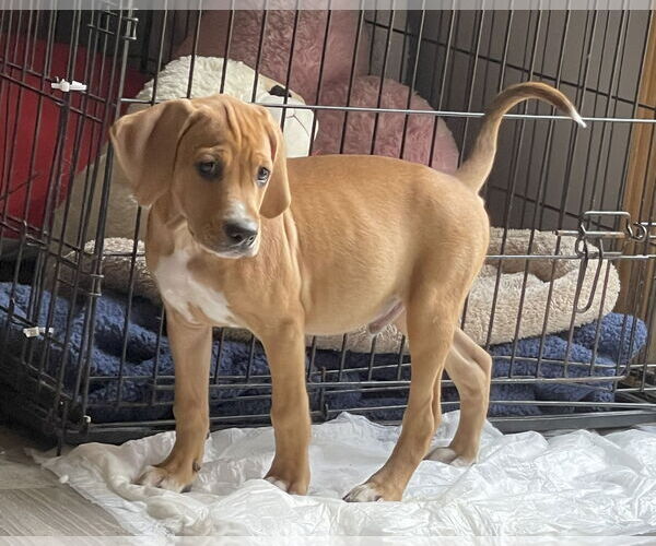 Medium Photo #2 Mutt Puppy For Sale in Wheaton, IL, USA