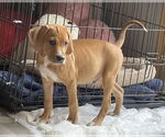 Small #1 Mutt