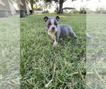 Small #6 Faux Frenchbo Bulldog