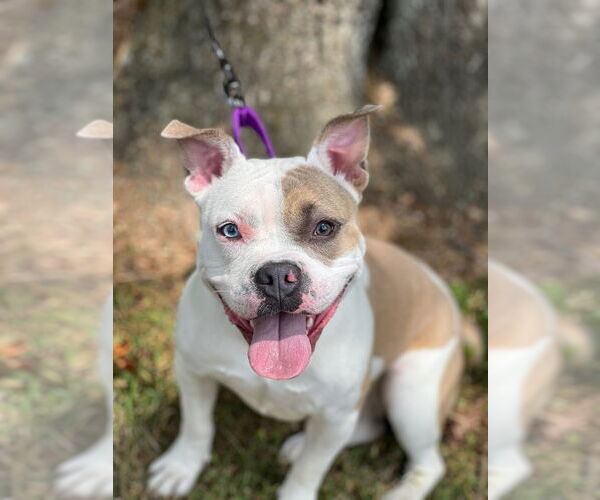 Medium Photo #3 American Bulldog Puppy For Sale in Cranford, NJ, USA