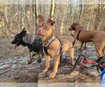 Small #3 American Staffordshire Terrier-French Bulldog Mix