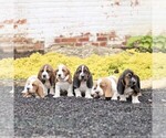 Small #1 Basset Hound