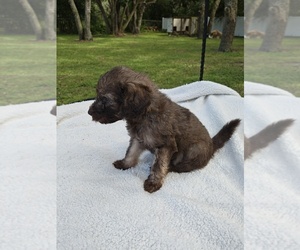 Goldendoodle Puppy for sale in HUDSON, FL, USA