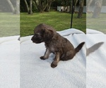 Image preview for Ad Listing. Nickname: Ava