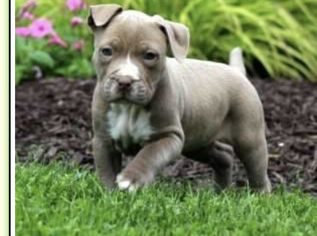 American Bully Mikelands  Puppy for sale in PEACH BOTTOM, PA, USA