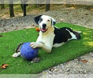 Catahoula Leopard Dog-Great Dane Mix Dogs for adoption in Hot Springs Village, AR, USA