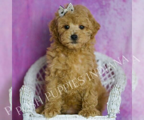 Medium Photo #1 Poodle (Miniature) Puppy For Sale in WARSAW, IN, USA