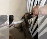 Small #20 Doberman Pinscher Mix