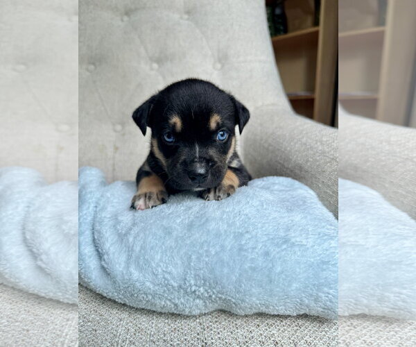 Medium Photo #1 American Staffordshire Terrier-Unknown Mix Puppy For Sale in Holly Springs, NC, USA