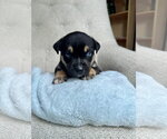 Small American Staffordshire Terrier Mix