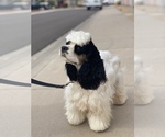 Small Photo #14 Cocker Spaniel Puppy For Sale in AVONDALE-GOODYEAR, AZ, USA