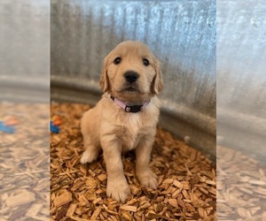 Golden Retriever Puppy for sale in ROSEVILLE, CA, USA