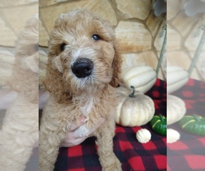 Goldendoodle Puppy for Sale in FORT LAUDERDALE, Florida USA