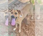 Small #1 American Pit Bull Terrier Mix