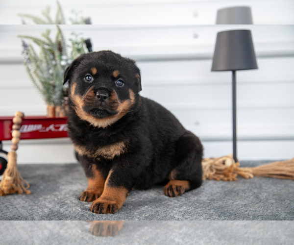 Medium Photo #2 Rottweiler Puppy For Sale in BRYANT, IN, USA