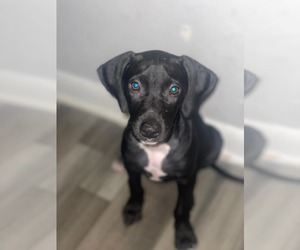 Mutt Dogs for adoption in Sheboygan, WI, USA