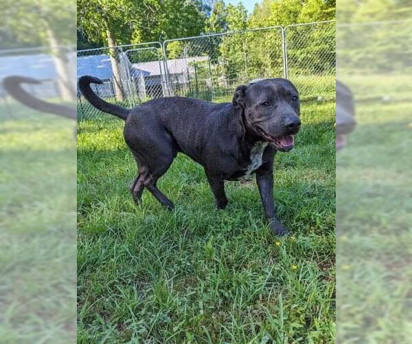 Medium Photo #19 American Staffordshire Terrier-Unknown Mix Puppy For Sale in Calhoun, GA, USA