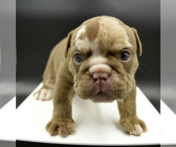 Medium Photo #3 Bulldog Puppy For Sale in PASCO, WA, USA