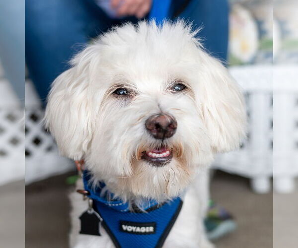 Medium Photo #25 Maltese-Unknown Mix Puppy For Sale in Mundelein, IL, USA