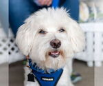 Small #24 Maltese Mix