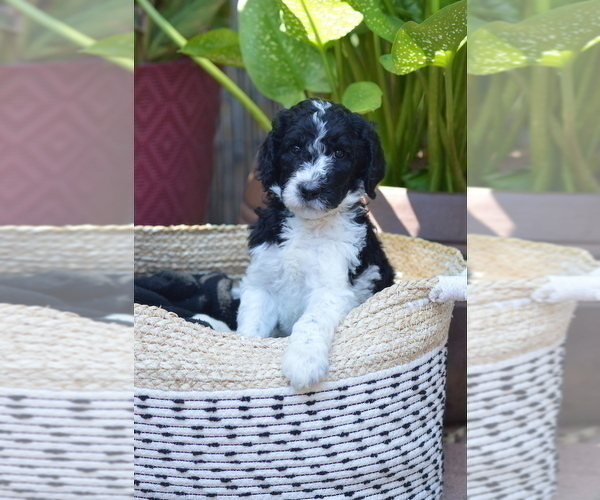 Medium Photo #1 Poodle (Standard) Puppy For Sale in CITRUS HEIGHTS, CA, USA