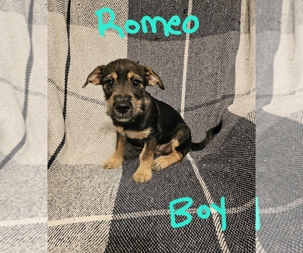 Medium Photo #14 Chizer Puppy For Sale in MONTEZUMA, GA, USA