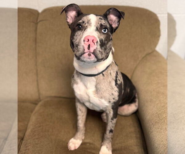 Medium Photo #5 American Staffordshire Terrier-Unknown Mix Puppy For Sale in Muskegon, MI, USA