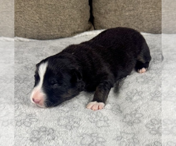 Medium Photo #18 Australian Shepherd Puppy For Sale in SALISBURY, NC, USA
