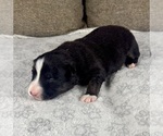 Small Photo #18 Australian Shepherd Puppy For Sale in SALISBURY, NC, USA