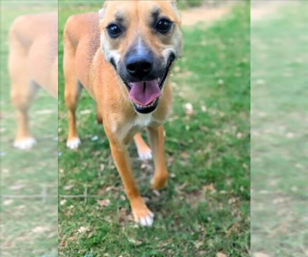 Medium Photo #2 Black Mouth Cur-Unknown Mix Puppy For Sale in Texas City, TX, USA