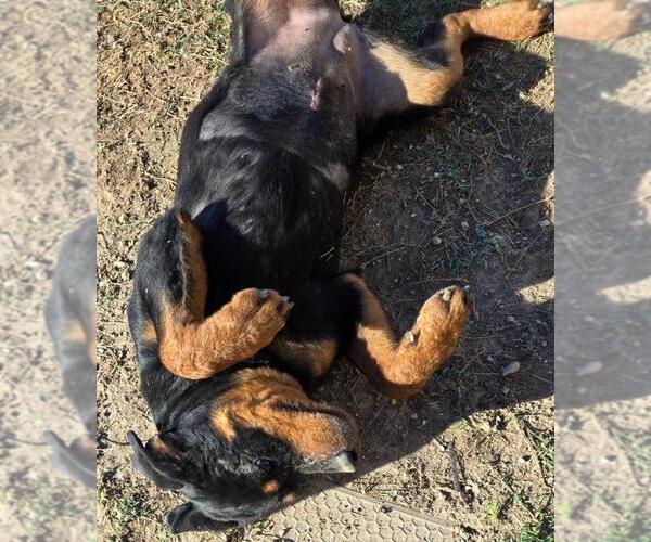 Medium Photo #4 Rottweiler Puppy For Sale in San Antonio, TX, USA
