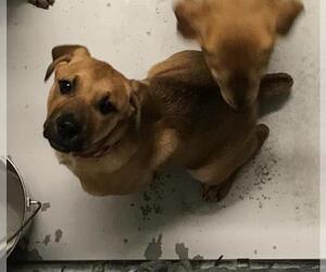 Labrador Retriever Dogs for adoption in Conroe, TX, USA