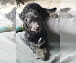 Small #5 Labradoodle