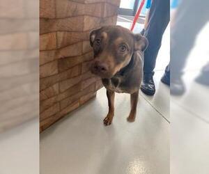 Mutt Dogs for adoption in Temple, TX, USA