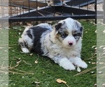 Small Photo #3 Australian Shepherd Puppy For Sale in PIONEER, CA, USA