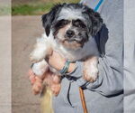 Small #3 Shih Tzu