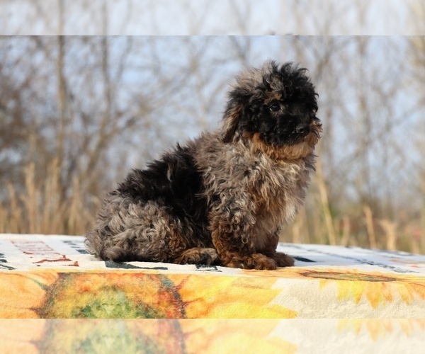 Medium Photo #6 ShihPoo Puppy For Sale in DYERSBURG, TN, USA