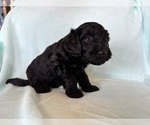 Puppy Hagrid Goldendoodle