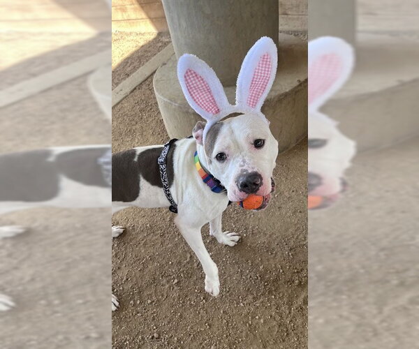 Medium Photo #5 Mutt Puppy For Sale in Plano, TX, USA