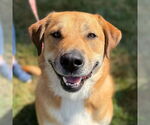 Small #7 Great Pyrenees Mix