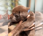 Small #10 Labrador Retriever