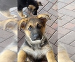 Small #9 German Shepherd Dog