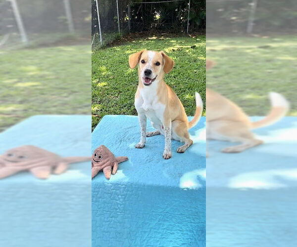 Medium Photo #15 Cocker Spaniel-Jack Russell Terrier Mix Puppy For Sale in Weston, FL, USA