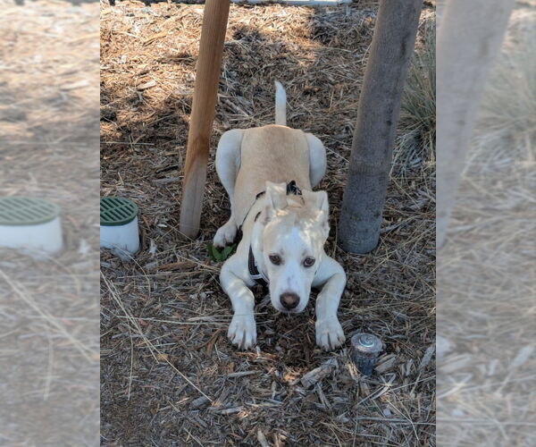 Medium Photo #1 American Staffordshire Terrier-Siberian Husky Mix Puppy For Sale in San Diego, CA, USA