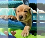 Small #2 Labrador Retriever