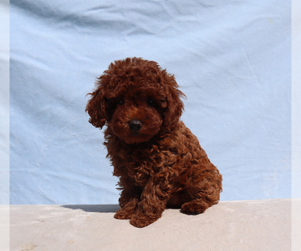 Medium Photo #5 Poodle (Toy) Puppy For Sale in LOS ANGELES, CA, USA