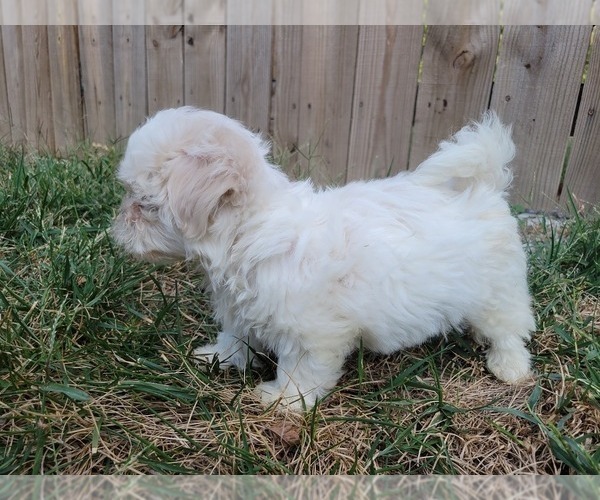 Medium Photo #8 Zuchon Puppy For Sale in SHAWNEE, KS, USA