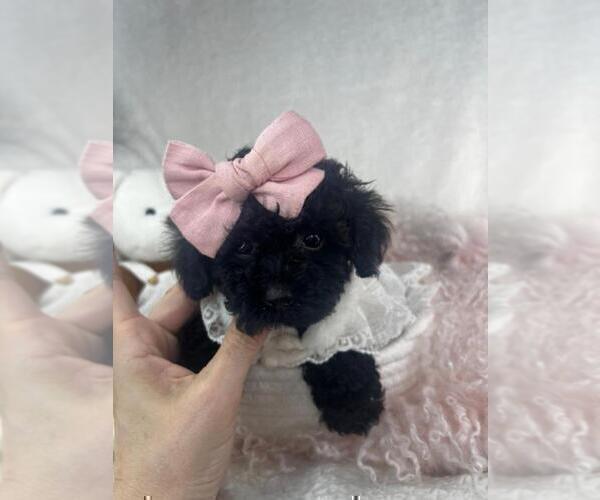 Medium Photo #21 Poodle (Toy) Puppy For Sale in THONOTOSASSA, FL, USA
